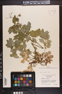 Chelidonium majus image