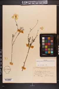 Eschscholzia californica image