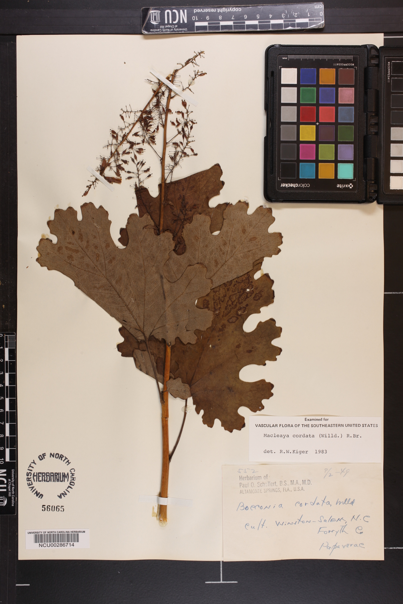 Macleaya cordata image