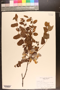 Robinia nana image