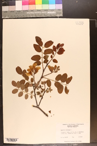 Robinia hispida image