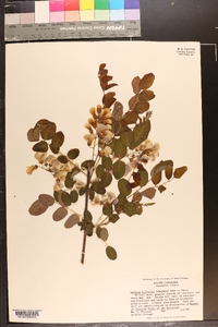 Robinia elliottii image