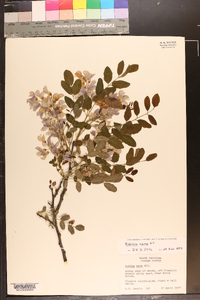 Robinia nana image