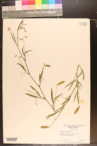 Lathyrus hirsutus image