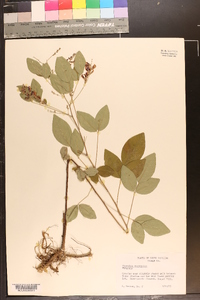 Lespedeza bicolor image