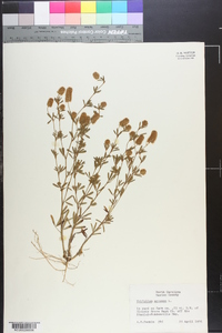 Trifolium arvense image