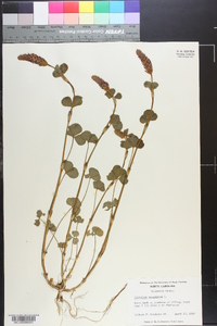 Trifolium incarnatum image