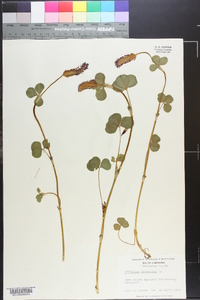 Trifolium incarnatum image