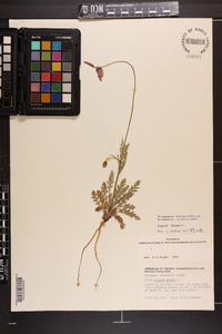 Papaver dubium image