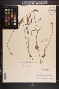 Papaver dubium image