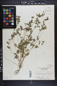 Corydalis flavula image