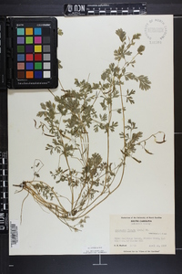 Corydalis flavula image