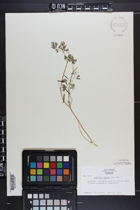 Corydalis flavula image