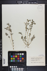 Corydalis flavula image