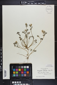 Corydalis flavula image