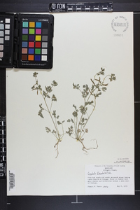 Corydalis flavula image