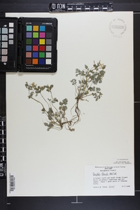 Corydalis flavula image