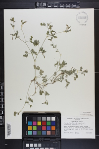 Corydalis flavula image