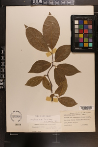 Calycanthus floridus image