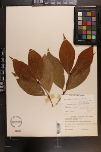 Calycanthus floridus var. glaucus image