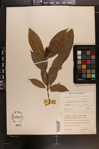 Calycanthus floridus image