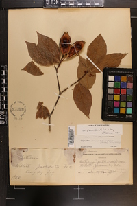 Calycanthus floridus image