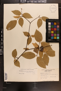 Calycanthus floridus var. glaucus image