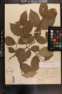 Calycanthus floridus image