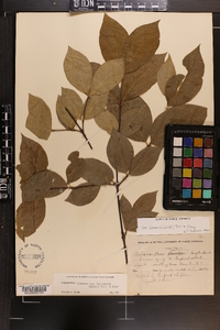 Calycanthus floridus var. glaucus image