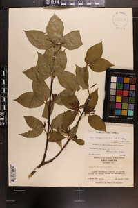 Calycanthus floridus var. glaucus image