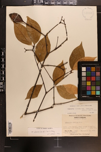 Calycanthus floridus var. glaucus image