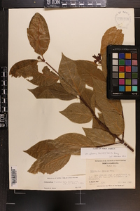 Calycanthus floridus var. glaucus image