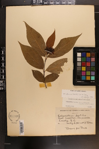 Calycanthus floridus image