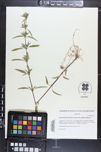 Lysimachia lewisii image