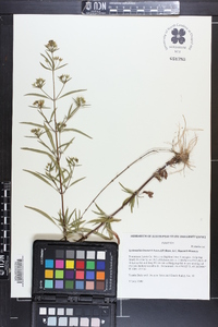 Lysimachia lewisii image