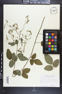 Desmodium dillenii image