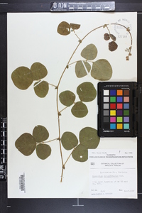 Desmodium rotundifolium image