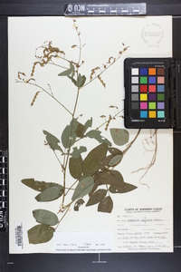 Desmodium perplexum image