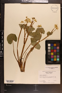 Caltha palustris image