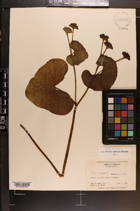 Caltha palustris image