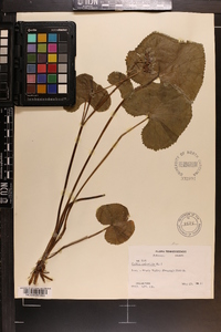 Caltha palustris image