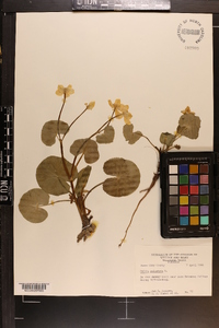 Caltha palustris image