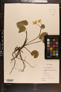 Caltha palustris image