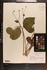 Caltha palustris image