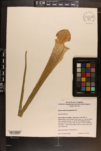 Sarracenia leucophylla image