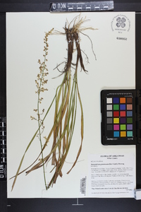 Stenanthium gramineum image