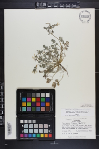 Corydalis flavula image