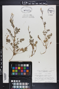 Corydalis micrantha image