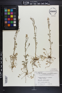 Corydalis micrantha image
