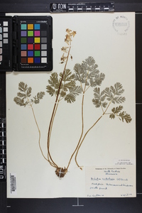 Dicentra cucullaria image